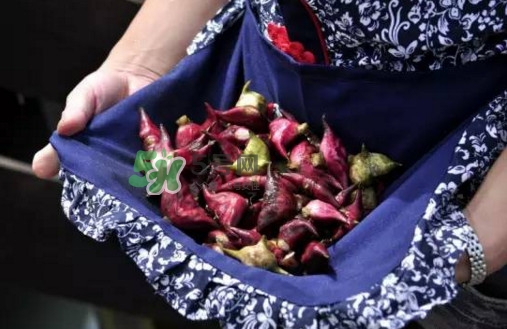 紅菱是什么水果？胃不好可以吃紅菱嗎