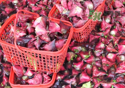 紅菱是什么水果？胃不好可以吃紅菱嗎