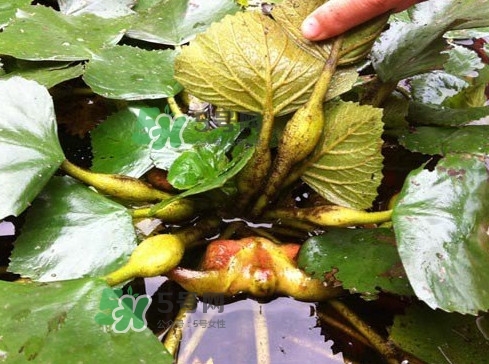 菱角多少錢(qián)一斤？生菱角多少錢(qián)一斤？