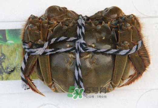 太湖蟹什么時候上市？太湖蟹幾月份有