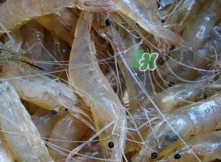 太湖白蝦什么時(shí)候上市？太湖白蝦上市時(shí)間