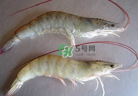 白蝦有寄生蟲嗎？如何選購新鮮的蝦