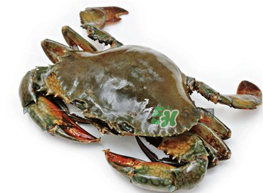 青蟹能放幾天？青蟹能活多久？