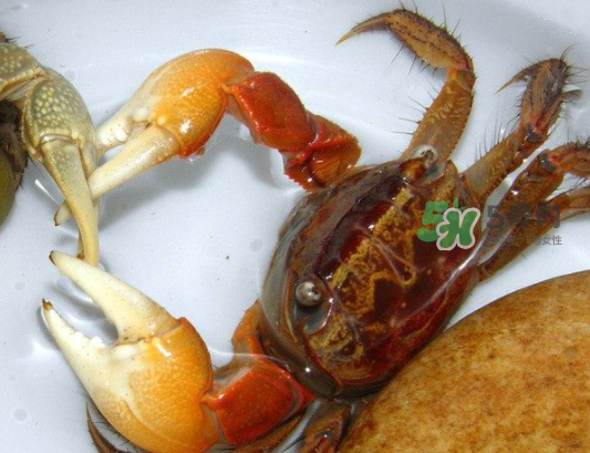 青蟹能放幾天？青蟹能活多久？