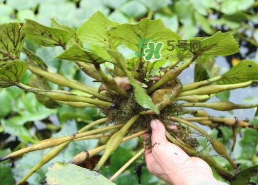 紅菱怎么種植？新鮮紅菱怎么保存