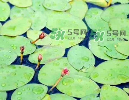 莼菜怎么讀？莼菜是哪里的特產(chǎn)