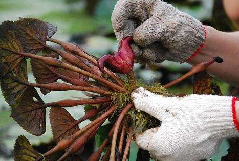 紅菱多少錢一斤？菱角嫩的好吃還是老的好吃？