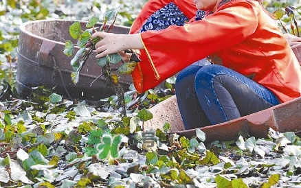 紅菱什么時候上市？什么時候采紅菱