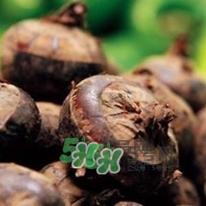 野荸薺是什么樣子的？野荸薺的營養(yǎng)價值