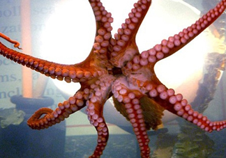 章魚有幾個心臟？章魚有幾條腿