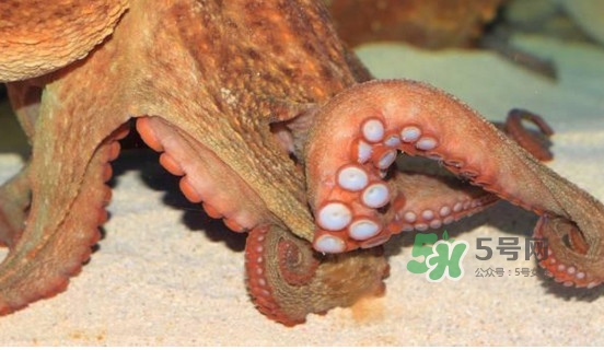 章魚怎么處理？章魚怎么殺