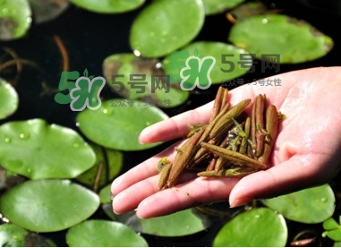 莼菜怎么讀？莼菜是哪里的特產(chǎn)