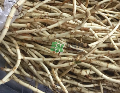 魚(yú)腥草干的好還是新鮮的好？干的魚(yú)腥草怎么吃最好