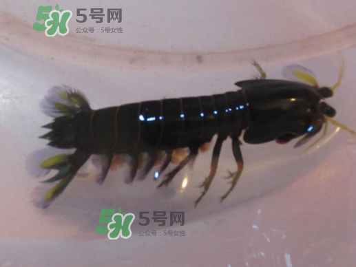 七彩神蝦是什么蝦？七彩神蝦怎么回事？