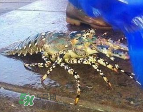 七彩神蝦好吃嗎？七彩神蝦的營養(yǎng)價值