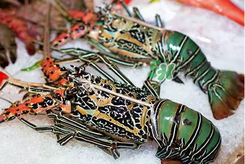 七彩神蝦吃什么？七彩神蝦怎么養(yǎng)？