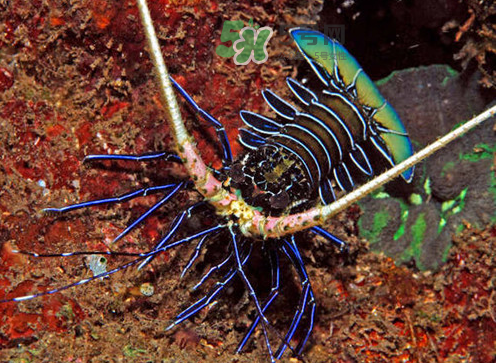 七彩神蝦吃什么？七彩神蝦怎么養(yǎng)？