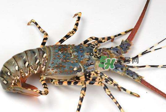 七彩神蝦多少錢一斤？七彩神蝦估值