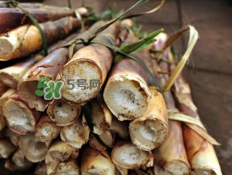 苦筍什么季節(jié)才有？苦筍什么時候成熟