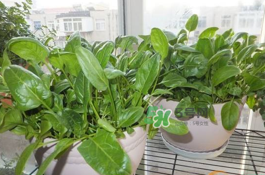 八月份可以種菠菜嗎？波菜8月中旬種可以嗎？