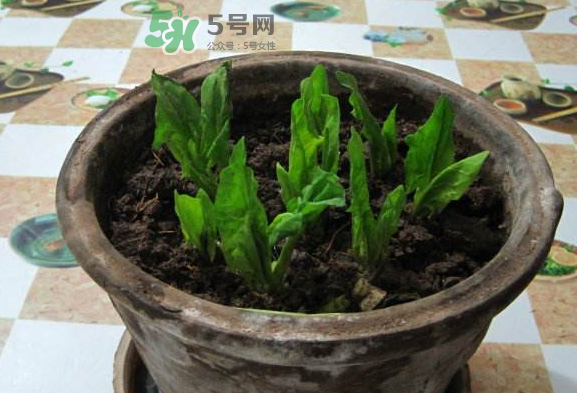 八月份可以種菠菜嗎？波菜8月中旬種可以嗎？