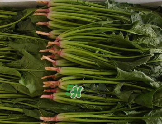 八月份可以種菠菜嗎？波菜8月中旬種可以嗎？