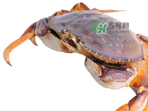 太子蟹好吃還是面包蟹好吃？太子蟹和面包蟹的區(qū)別