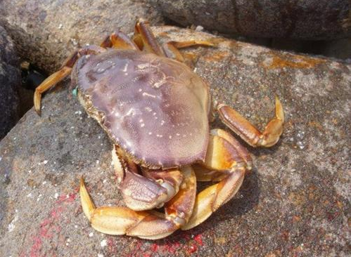 太子蟹多少錢一斤？太子蟹多少錢一只？