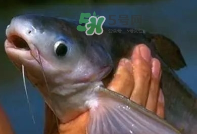 巴沙魚是鯰魚嗎？巴沙魚是海魚嗎