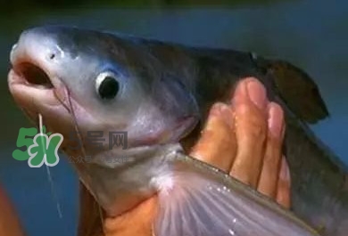 巴沙魚有刺嗎？巴沙魚有寄生蟲嗎