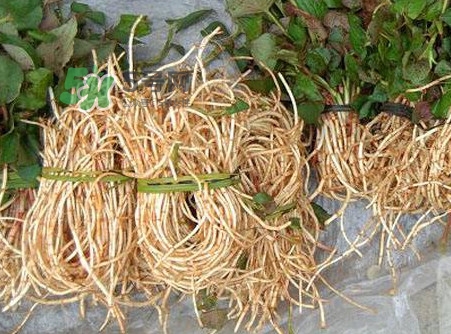 魚腥草有毒嗎？魚腥草有副作用嗎