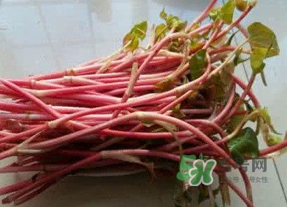 魚(yú)腥草一次吃多少最好？魚(yú)腥草一天吃多少合適