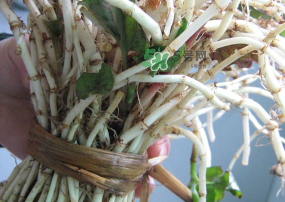 魚(yú)腥草干的好還是新鮮的好？干的魚(yú)腥草怎么吃最好