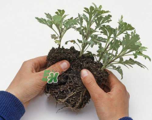 八月份能扦插菊花嗎？菊花可以8月份扦插嗎？