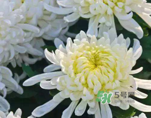 八月份能扦插菊花嗎？菊花可以8月份扦插嗎？