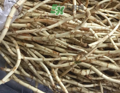 魚腥草可以和蜂蜜一起喝嗎？蜂蜜能和魚腥草一起泡嗎