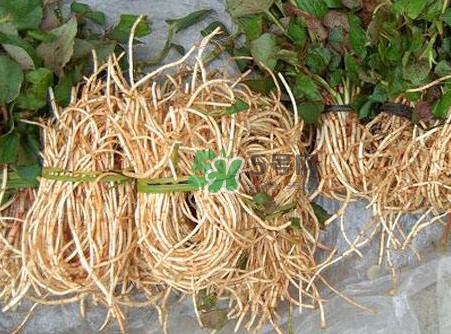 魚腥草什么季節(jié)有？魚腥草什么時(shí)候采摘最好