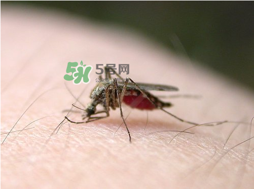 九月份還有蚊子嗎？9月份還有蚊子嗎？