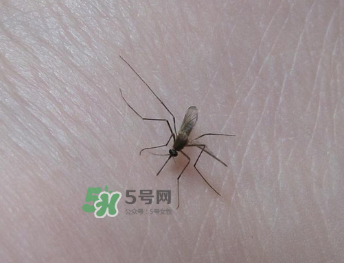 九月份還有蚊子嗎？9月份還有蚊子嗎？