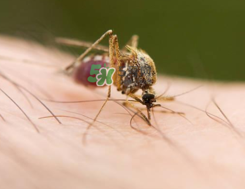 九月份還有蚊子嗎？9月份還有蚊子嗎？