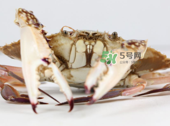 青島梭子蟹多少錢(qián)一斤？青島梭子蟹什么時(shí)候上市？
