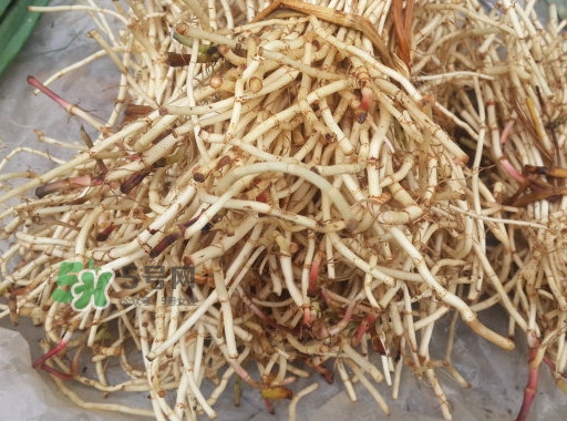 新鮮的折耳根怎么保存？折耳根能放多久