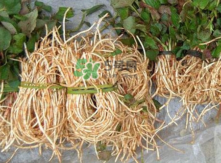 折耳根能生吃嗎？折耳根生吃還是熟吃好