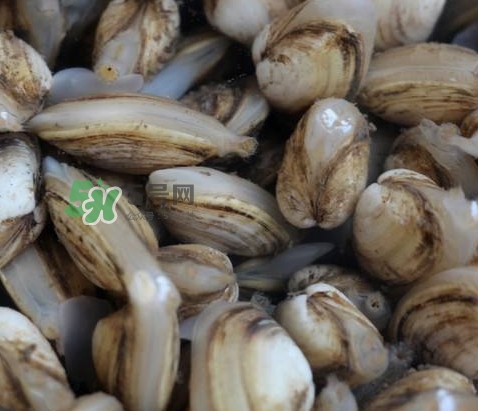 海瓜子死了還能吃嗎？海瓜子死了是什么樣子