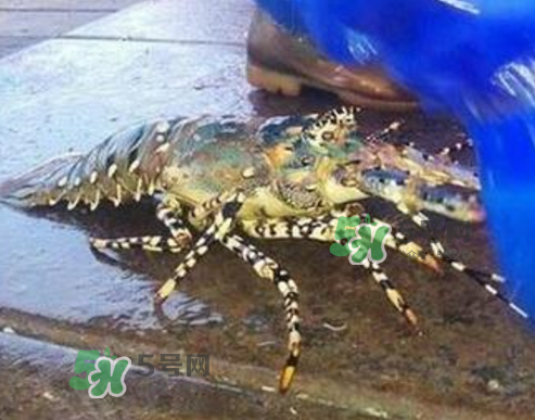 七彩神蝦是什么蝦？七彩神蝦怎么回事？