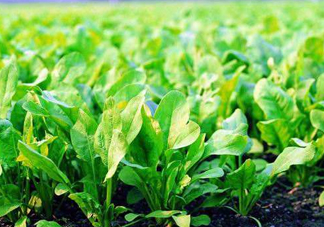 八月份可以種菠菜嗎？波菜8月中旬種可以嗎？