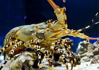 七彩神蝦吃什么？七彩神蝦怎么養(yǎng)？