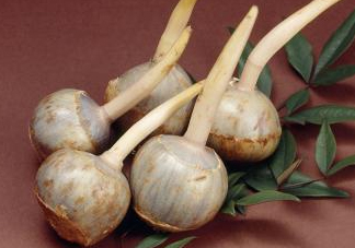 慈姑是什么？慈姑是水生植物嗎