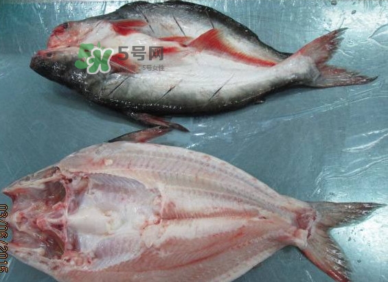 巴沙魚是鯰魚嗎？巴沙魚是海魚嗎