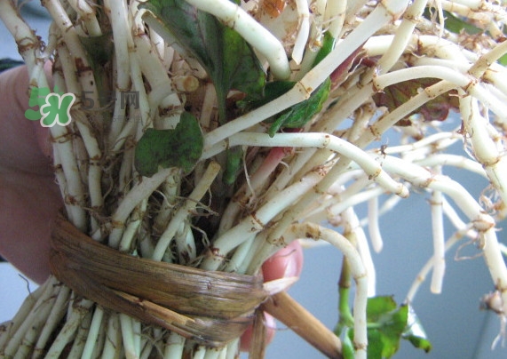 新鮮的折耳根怎么保存？折耳根能放多久